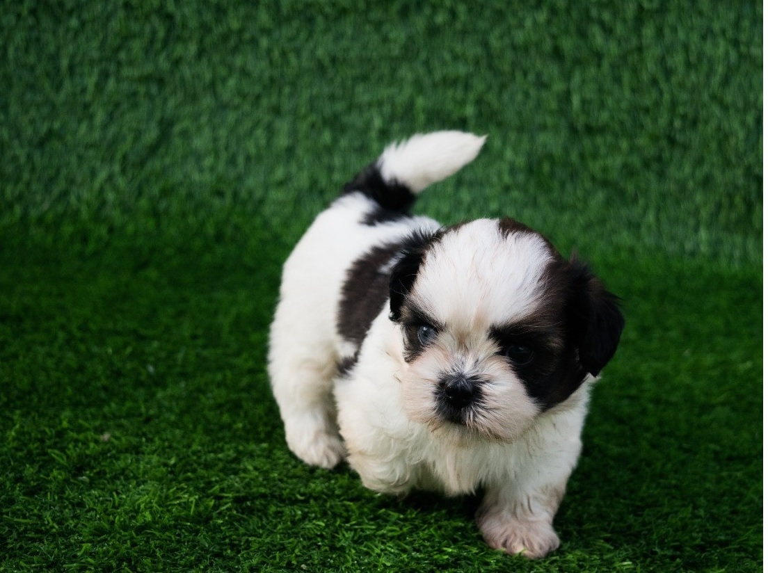 Shih Tzu